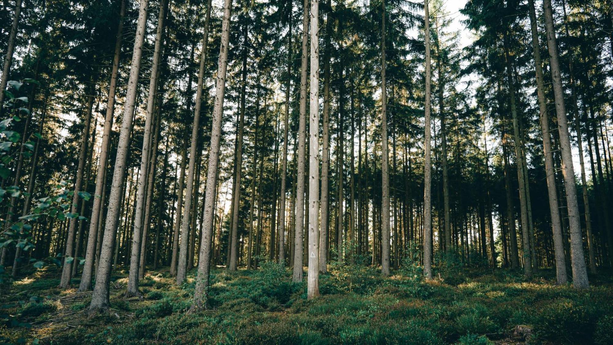 Daft Hotel & Glamping Malmedy Zewnętrze zdjęcie